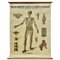 Grand Tableau de Ligamnets Anatomique d'Université par Turner, 1920s 1