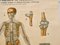 Grand Tableau de Ligamnets Anatomique d'Université par Turner, 1920s 6