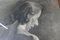 Desnudo de mujer, 1930, estudio grande en carboncillo, enmarcado, Imagen 7