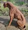 Große verwitterte Statue eines Jagdhundes aus Gusseisen, 1960er 5