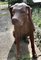 Large Weathered Cast Iron Statue of a Hunting Dog, 1960s, Image 3