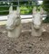 Large Horse Heads in Painted Cast Iron, 1960, Set of 2 4