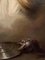 Después de Benjamin West, Saúl evocando la sombra de Samuel, siglo XVIII, óleo sobre lienzo, Imagen 5