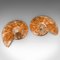 Zoccolo vintage dimezzato con fossili di ammonite, anni '70, Immagine 10