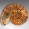 Socle d'Exposition Fossil Ammonite Vintage, 1970s 11