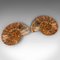 Socle d'Exposition Fossil Ammonite Vintage, 1970s 9