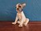 French Bulldog Puppy Figurine from Nymphenburg 1