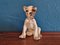 French Bulldog Puppy Figurine from Nymphenburg 2