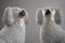 Staffordshire Pottery Poodles, Set of 2, Image 9