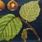 Vintage Hazelnut Bush Wall Chart from Mural Jung Koch Quentell, 1970s 5