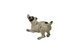 Viennese Bronze Miniature Cold-Painted Dog Figurine, 1890s, Image 4