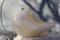 Venice Pigeon Figurine in Golden Glass from Barovier & Toso, 1950s, Image 1