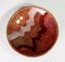 Pocket Emptier in Enamelled Copper from Del Campo, Italy, 50s, Image 3