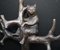 Appendiabiti a forma di cucciolo di orso della Foresta Nera in bronzo, anni '80, Immagine 10