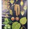 Affiche Murale Botanical Hazel par Jung & Quentell pour Hagemann, 1970s 3