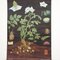 Affiche Murale Botanique Potato par Jung, Koch, & Quentell pour Hagemann, 1970s 1