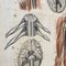 Póster mural anatómico del sistema nervioso, Suecia, años 50, Imagen 5
