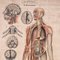 Póster mural anatómico del sistema nervioso, Suecia, años 50, Imagen 12