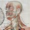 Grafico da parete anatomico del sistema nervoso, Svezia, anni '50, Immagine 10