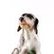 Tappo in porcellana con cane da caccia, Immagine 4