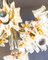 Lámpara de araña Hollywood Regency con pantallas de flores de Murano de Carlo Nason para Mazzega, años 70, Imagen 7