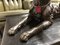 Große bronzene Hundestatue eines Collies auf Holzsockel 9