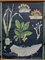 Vintage Botanical School Wall Chart by Jung, Koch, & Quentell for Hagemann, Image 7