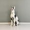 Italian Modern Black & White Ceramic Sculpture of Harlequin Great Dane Dog, 1980s 3