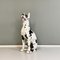 Italian Modern Black & White Ceramic Sculpture of Harlequin Great Dane Dog, 1980s, Image 3