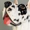 Italian Modern Black & White Ceramic Sculpture of Harlequin Great Dane Dog, 1980s 10