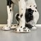 Italian Modern Black & White Ceramic Sculpture of Harlequin Great Dane Dog, 1980s, Image 15