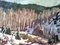 Alpenbäume, 1950er, Öl auf Leinwand, Gerahmt 11