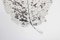 H Zimmermann, hoja de árbol, 2000, grabado, enmarcado, Imagen 6
