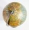 Vintage Terrestrial Globe, 1950s 7