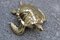 Caja italiana para esculturas de tortuga de latón macizo, años 50, Imagen 2