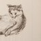 Estella Den Boer, Cat, 1970s, Charcoal Drawing 3