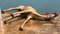 Scultura di cammello in pelle invecchiata di Liberty's London, Immagine 7