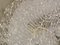 Transparente Filigrane Einbauleuchte aus Muranoglas von Simoeng 6
