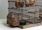 Gabbia per uccelli vintage in ferro arrugginito e legno, Francia, anni '20, Immagine 3