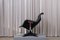Chaise Carousel Mid-Century Noire par Yrjö Kukkapuro pour Haimi, 1960s 2