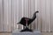 Mid-Century Carousel Chair in Black by Yrjö Kukkapuro for Haimi, 1960s 2