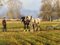 James Wright, English Countryside with Horses, 1990, Oil Painting, Framed 7