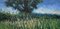Colin Halliday, Summer Meadow Landscape with Tree, Impasto Oil Painting, 2012, Framed 8