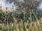 Colin Halliday, Sommerwiese Landschaft mit Baum, pastosen Ölgemälde, 2012, gerahmt 5