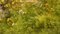 Laszlo Neogrady, Scena sul fiume di un villaggio di campagna con albero in fiore, figura e oche, 1925, Pittura, Incorniciato, Immagine 5