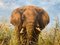 Mark Whittaker, Elefante en la naturaleza, 1997, aceite original, enmarcado, Imagen 6