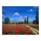 Tim Layzell, Poppy Field in the Sunshine in Europe, 2010, Painting, Framed 1