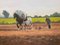 Gregory Moore, Horses with Farmer & Plough in Irish Countryside, 2000, Painting, Framed 5