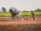 Gregory Moore, Horses with Farmer & Plough in Irish Countryside, 2000, Pittura, Incorniciato, Immagine 5