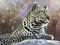 Pip McGarry, Leopard, 2011, Painting, Framed 2